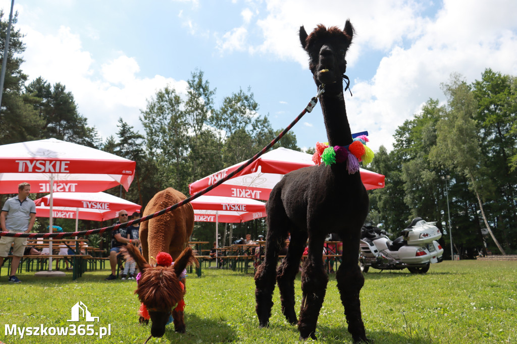 Fotorelacja: Myszków - Piknik dla Dominika