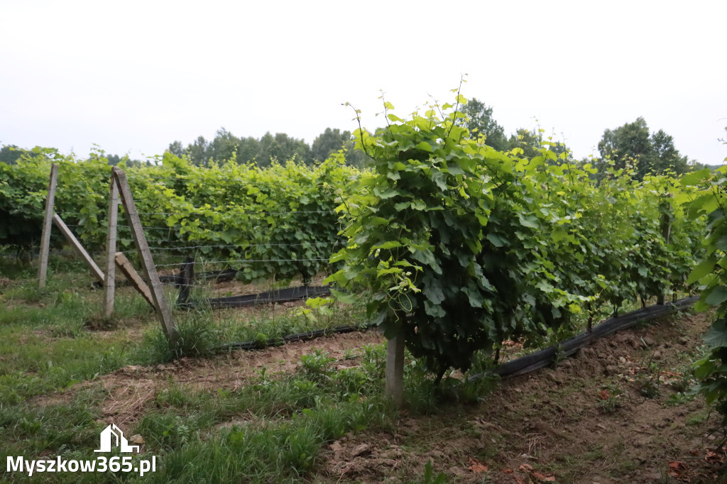 Fotorelacja: Rajska Sobota z Winnicą Rajską 2025