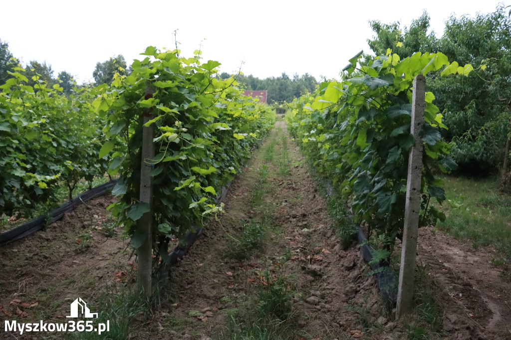Fotorelacja: Rajska Sobota z Winnicą Rajską 2025