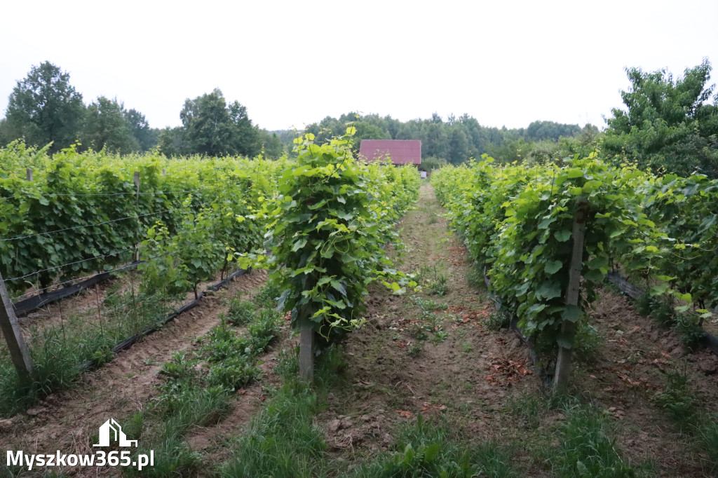 Fotorelacja: Rajska Sobota z Winnicą Rajską 2025