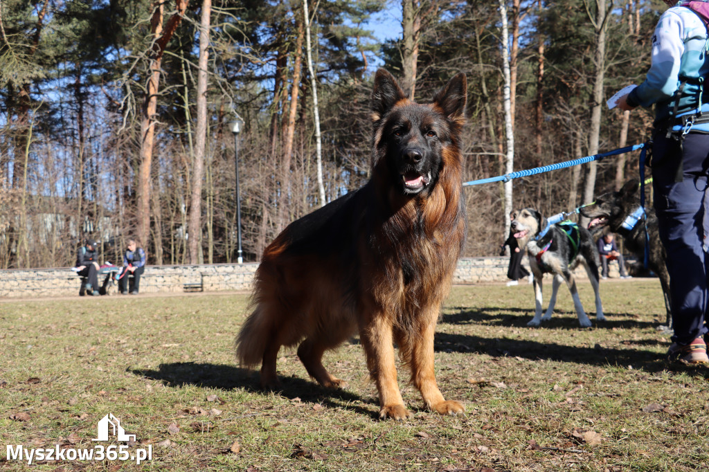 Fotorelacja I: Jurajski Dogtrekking w Myszkowie