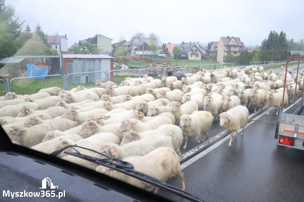 Fotorelacja: Wycieczka do Szczawnicy - Przedstawienie charytatywne 2026 w Myszkowie