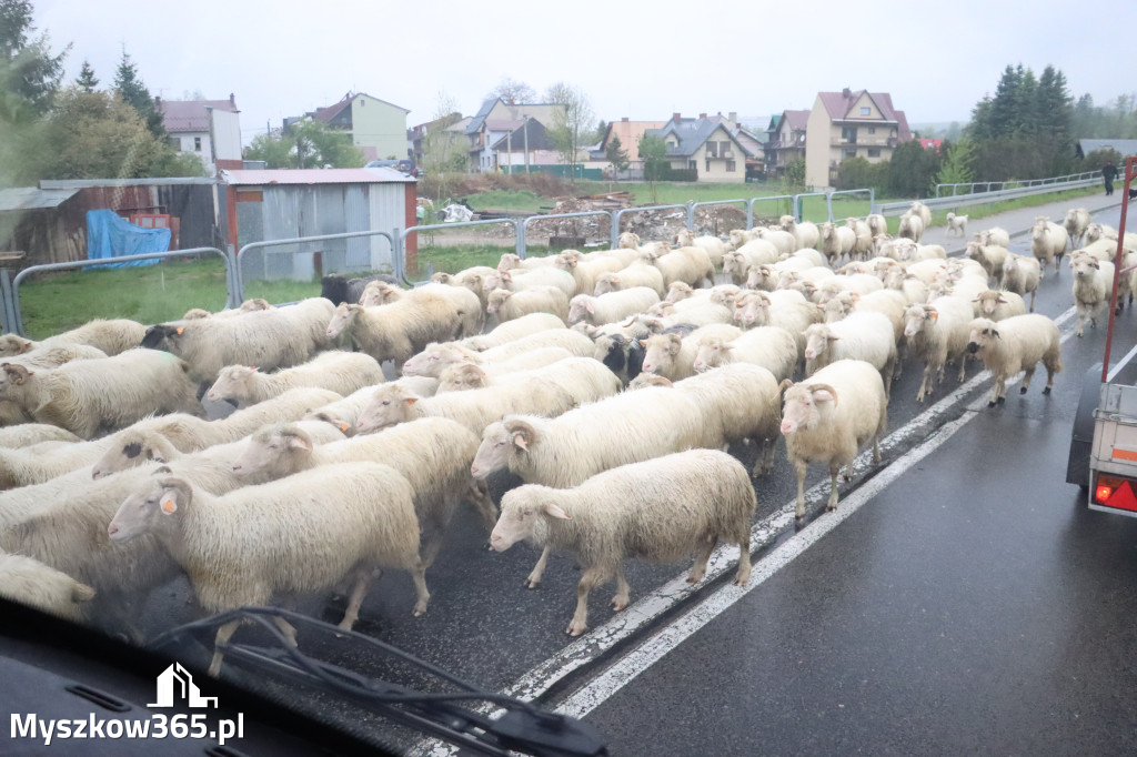 Fotorelacja: Wycieczka do Szczawnicy - Przedstawienie charytatywne 2026 w Myszkowie