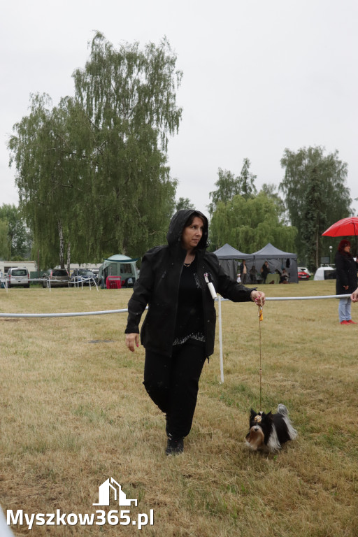 Fotorelacja: Międzynarodowa Wystawa Psów Rasowych w Poraju