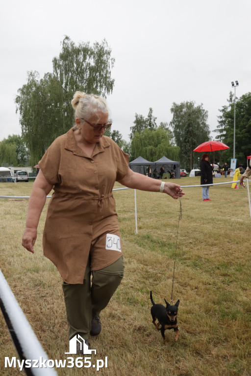 Fotorelacja: Międzynarodowa Wystawa Psów Rasowych w Poraju