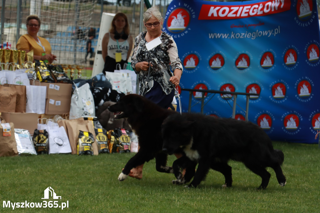 Fotorelacja I: Krajowa Wystawa Psów Rasowych w Gniazdowie Gmina Koziegłowy