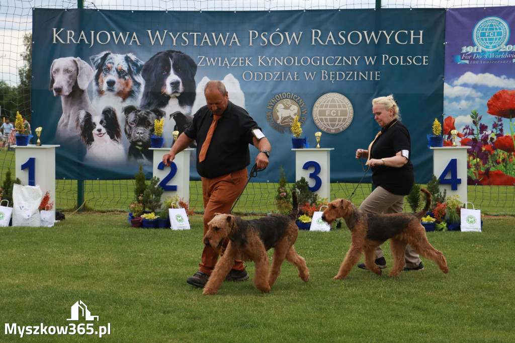 Fotorelacja I: Krajowa Wystawa Psów Rasowych w Gniazdowie Gmina Koziegłowy