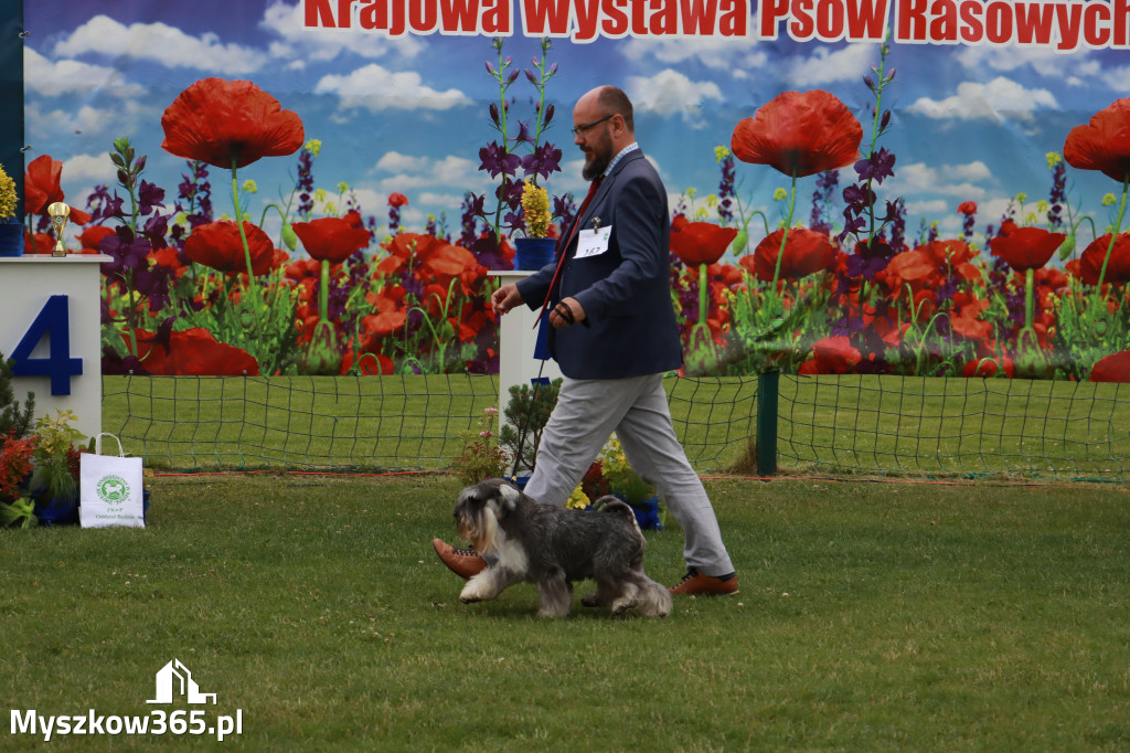 Fotorelacja I: Krajowa Wystawa Psów Rasowych w Gniazdowie Gmina Koziegłowy