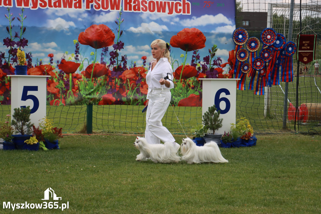 Fotorelacja I: Krajowa Wystawa Psów Rasowych w Gniazdowie Gmina Koziegłowy