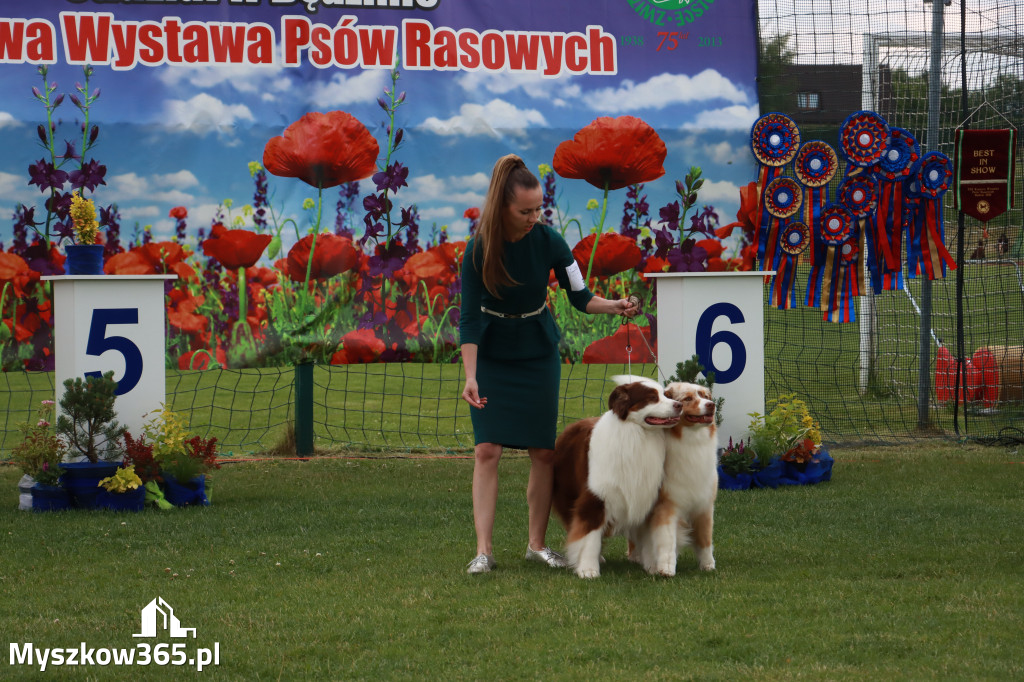Fotorelacja I: Krajowa Wystawa Psów Rasowych w Gniazdowie Gmina Koziegłowy