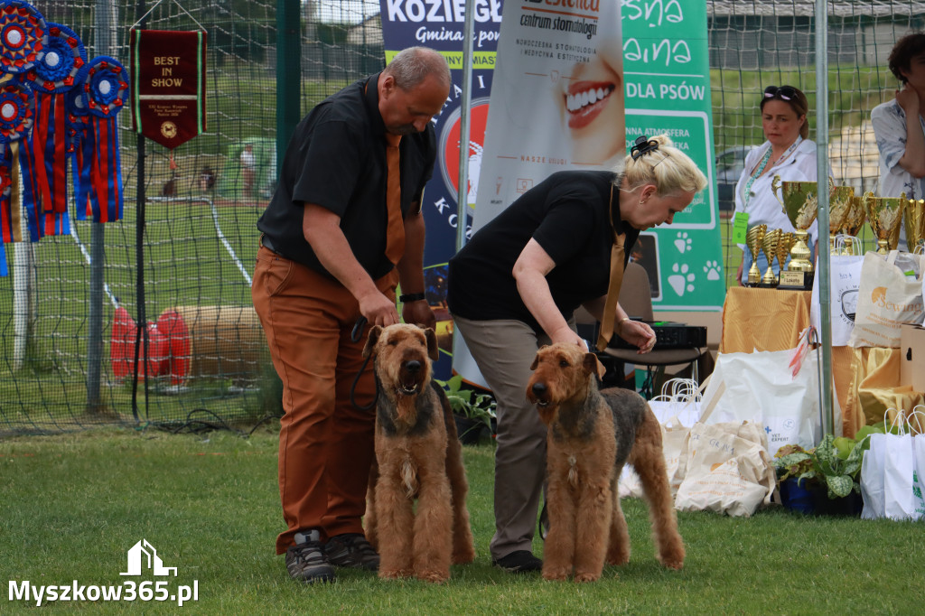 Fotorelacja I: Krajowa Wystawa Psów Rasowych w Gniazdowie Gmina Koziegłowy