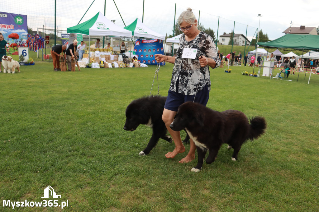 Fotorelacja I: Krajowa Wystawa Psów Rasowych w Gniazdowie Gmina Koziegłowy