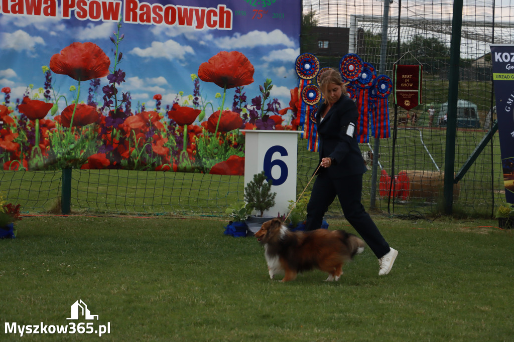 Fotorelacja I: Krajowa Wystawa Psów Rasowych w Gniazdowie Gmina Koziegłowy