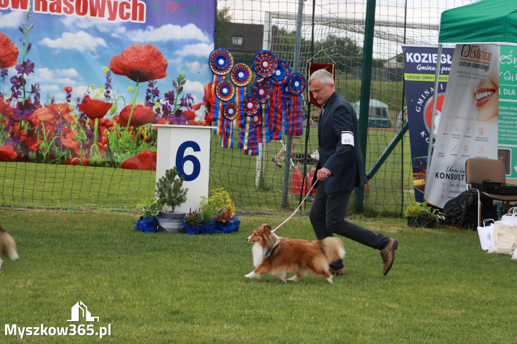 Fotorelacja I: Krajowa Wystawa Psów Rasowych w Gniazdowie Gmina Koziegłowy