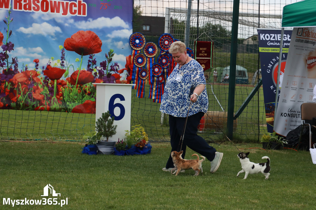 Fotorelacja I: Krajowa Wystawa Psów Rasowych w Gniazdowie Gmina Koziegłowy