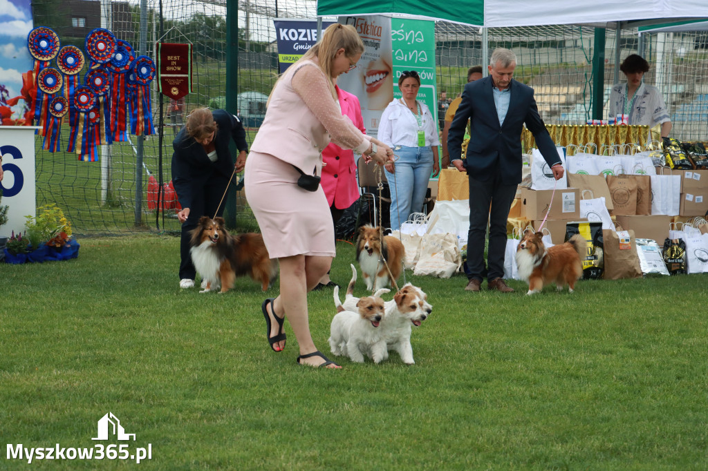 Fotorelacja I: Krajowa Wystawa Psów Rasowych w Gniazdowie Gmina Koziegłowy