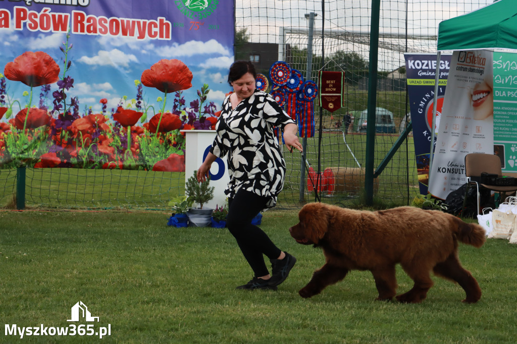 Fotorelacja I: Krajowa Wystawa Psów Rasowych w Gniazdowie Gmina Koziegłowy