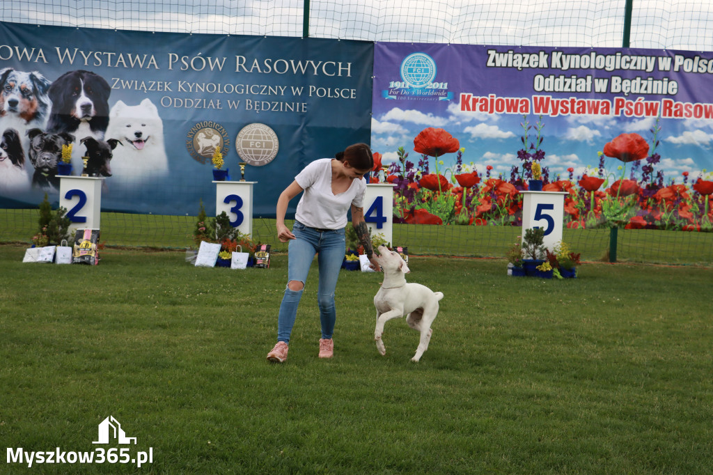 Fotorelacja I: Krajowa Wystawa Psów Rasowych w Gniazdowie Gmina Koziegłowy