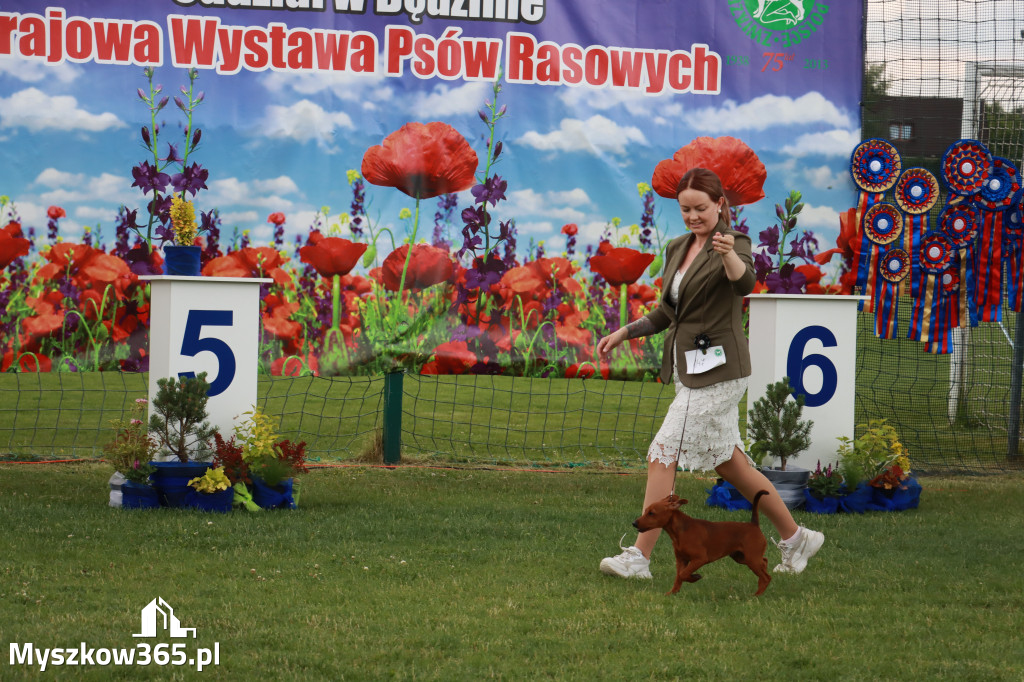 Fotorelacja I: Krajowa Wystawa Psów Rasowych w Gniazdowie Gmina Koziegłowy