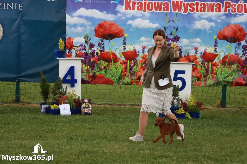 Fotorelacja I: Krajowa Wystawa Psów Rasowych w Gniazdowie Gmina Koziegłowy