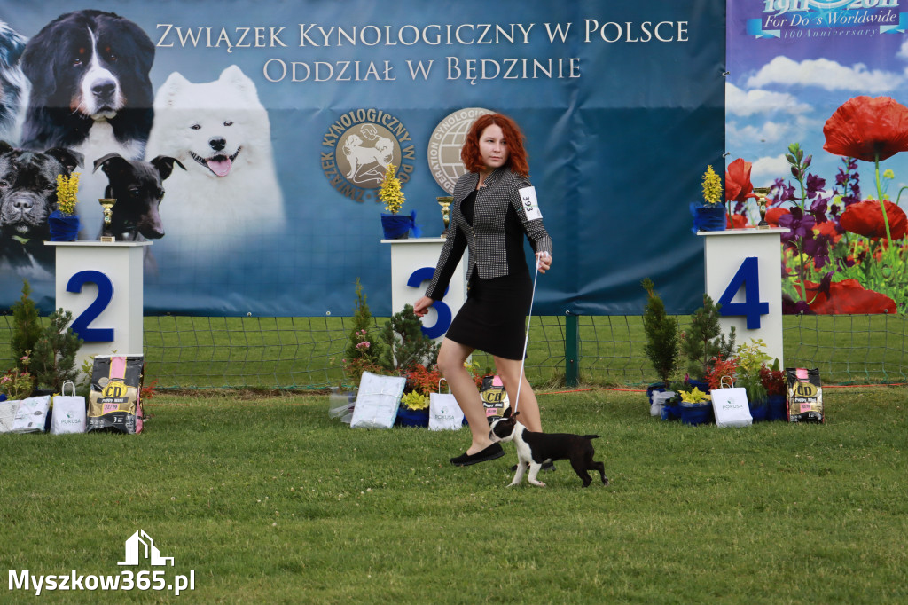 Fotorelacja I: Krajowa Wystawa Psów Rasowych w Gniazdowie Gmina Koziegłowy