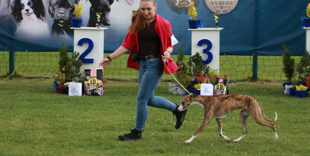 Fotorelacja II: Krajowa Wystawa Psów Rasowych w Gniazdowie Gmina Koziegłowy