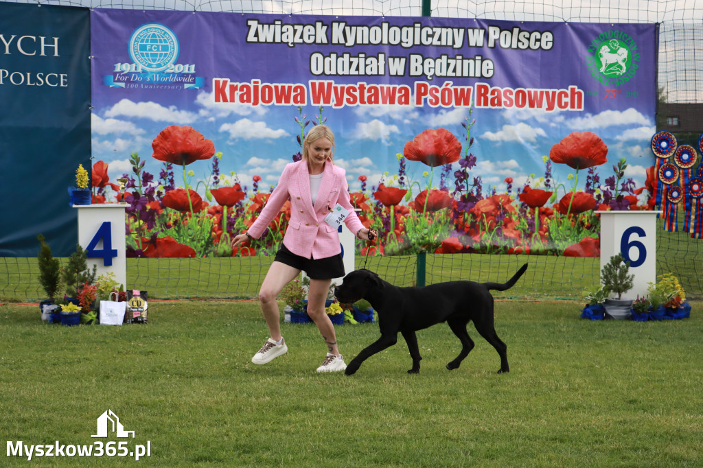 Fotorelacja II: Krajowa Wystawa Psów Rasowych w Gniazdowie Gmina Koziegłowy