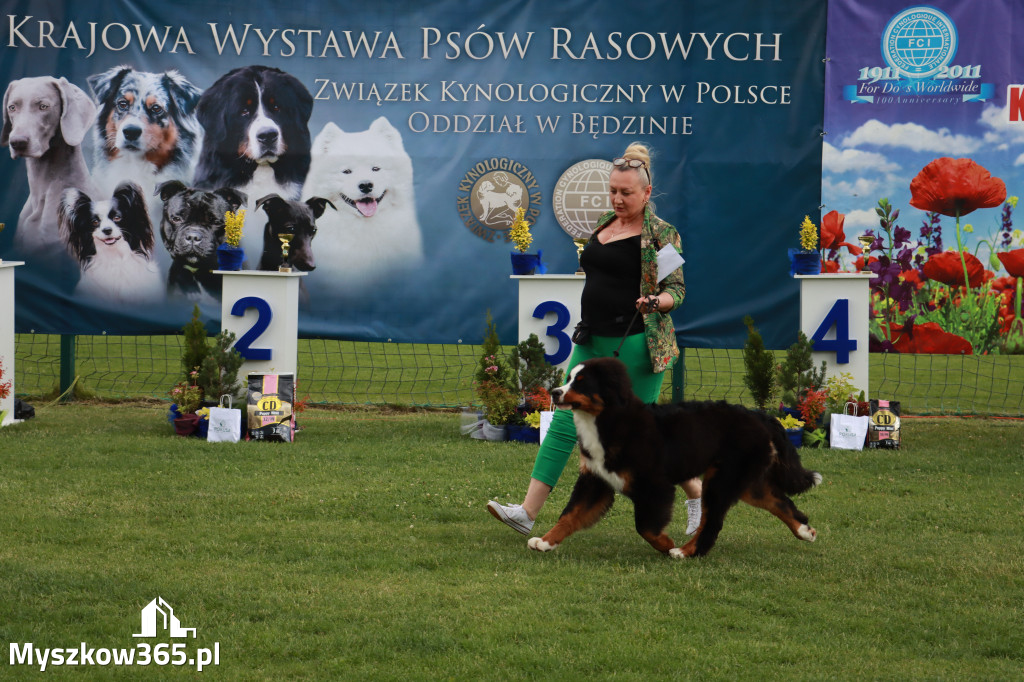 Fotorelacja II: Krajowa Wystawa Psów Rasowych w Gniazdowie Gmina Koziegłowy