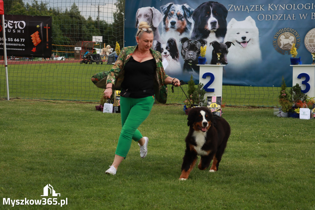 Fotorelacja II: Krajowa Wystawa Psów Rasowych w Gniazdowie Gmina Koziegłowy