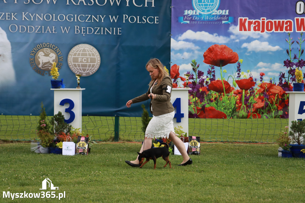 Fotorelacja II: Krajowa Wystawa Psów Rasowych w Gniazdowie Gmina Koziegłowy