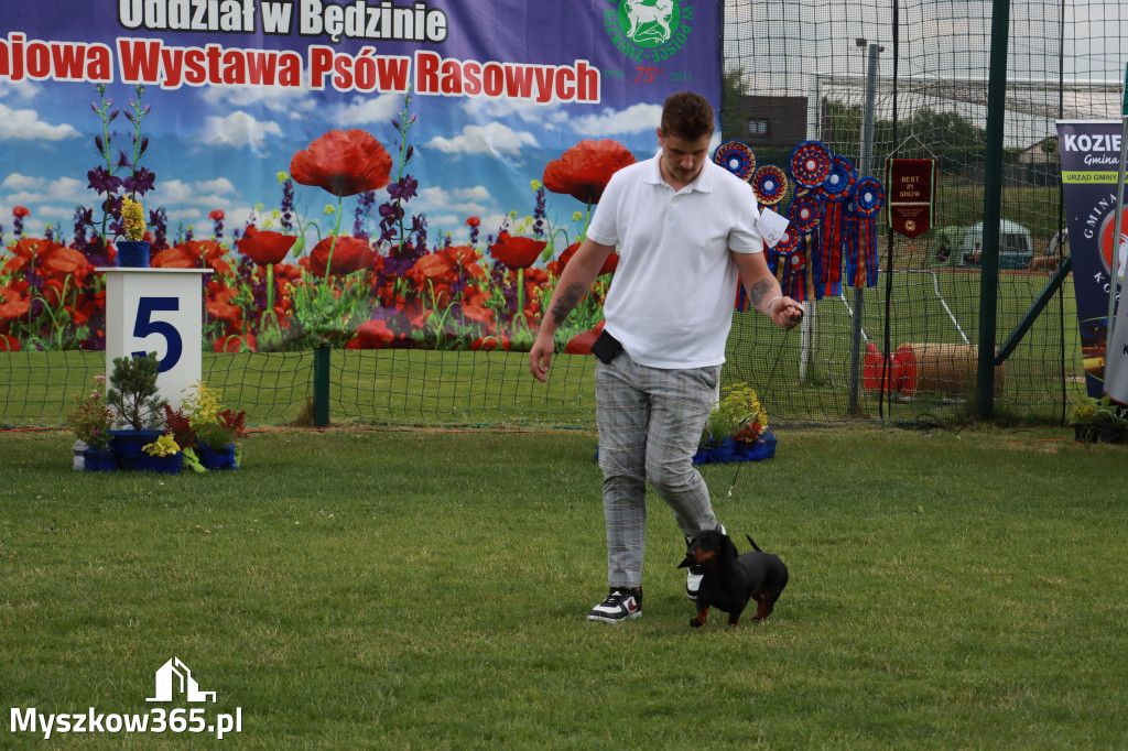 Fotorelacja II: Krajowa Wystawa Psów Rasowych w Gniazdowie Gmina Koziegłowy