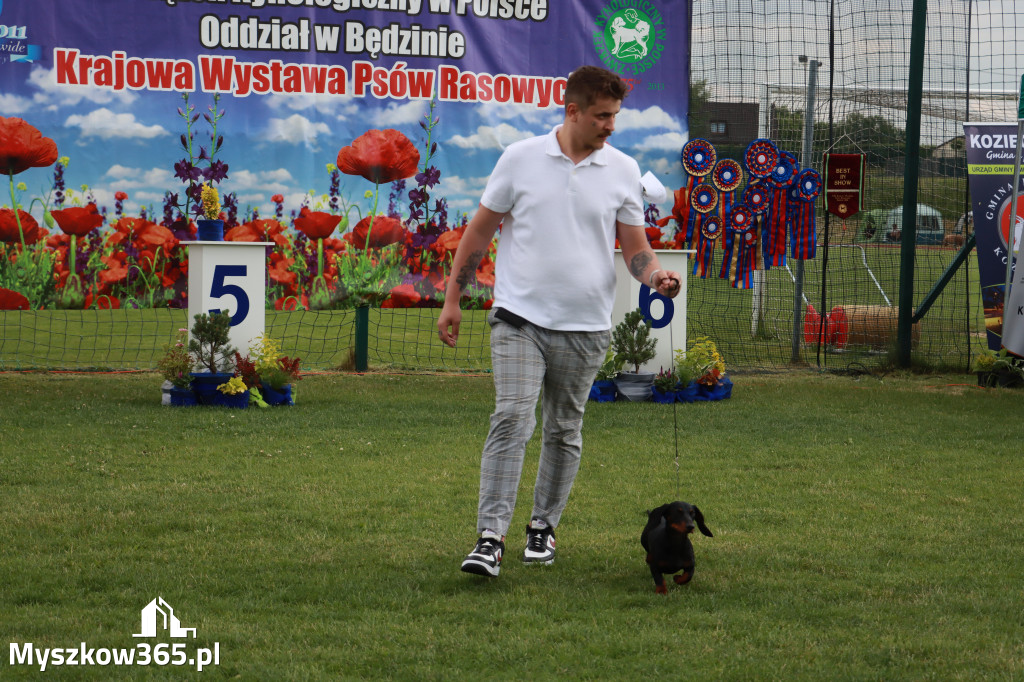 Fotorelacja II: Krajowa Wystawa Psów Rasowych w Gniazdowie Gmina Koziegłowy