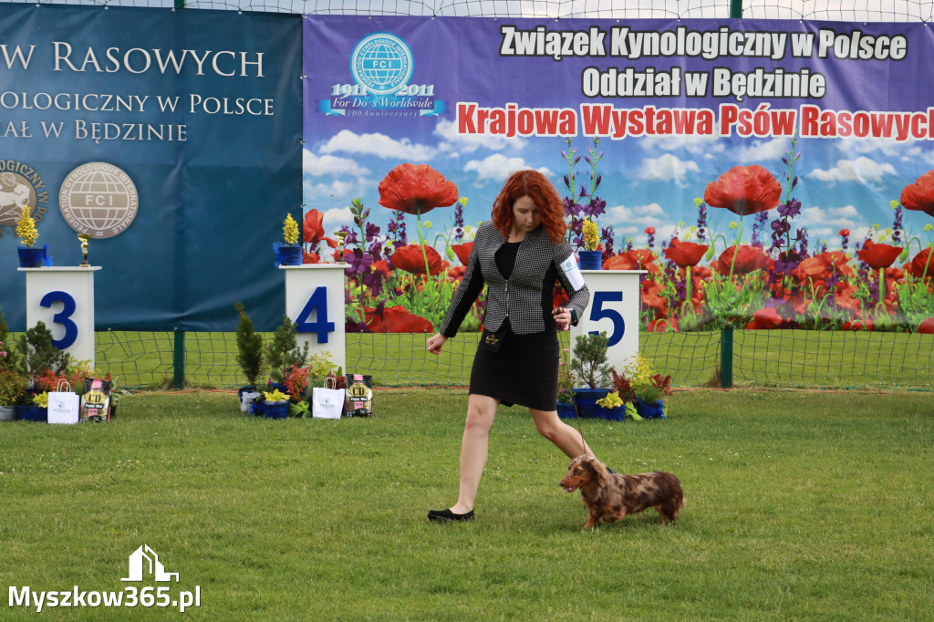Fotorelacja II: Krajowa Wystawa Psów Rasowych w Gniazdowie Gmina Koziegłowy