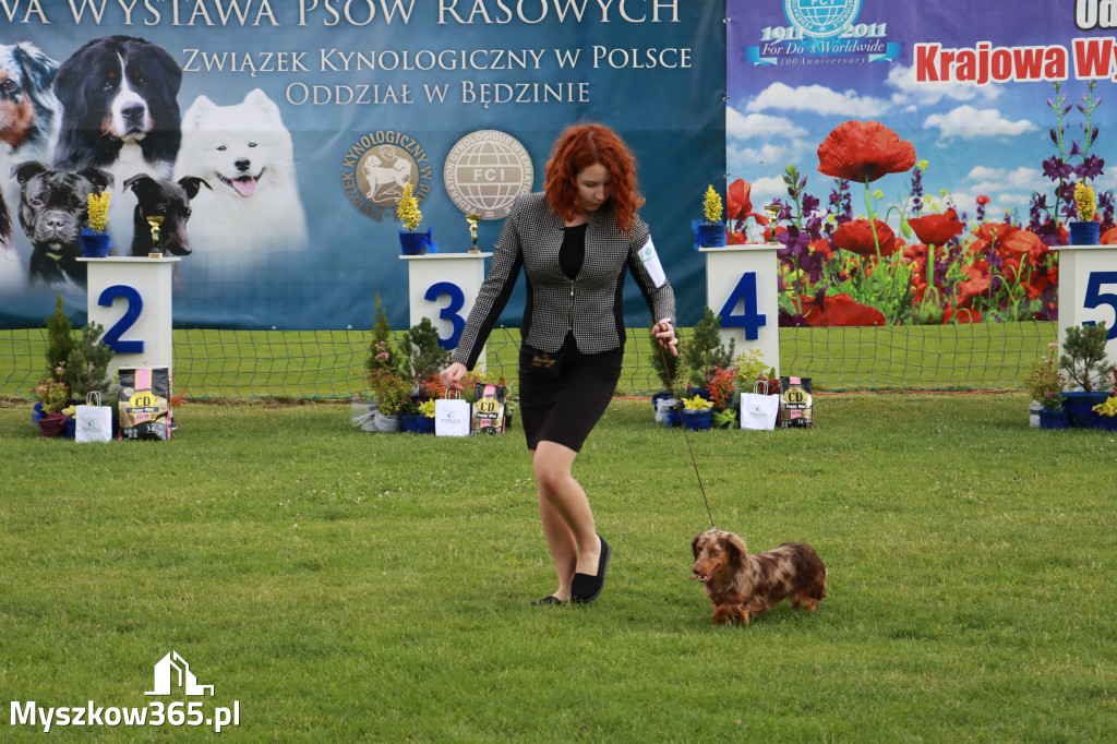 Fotorelacja II: Krajowa Wystawa Psów Rasowych w Gniazdowie Gmina Koziegłowy