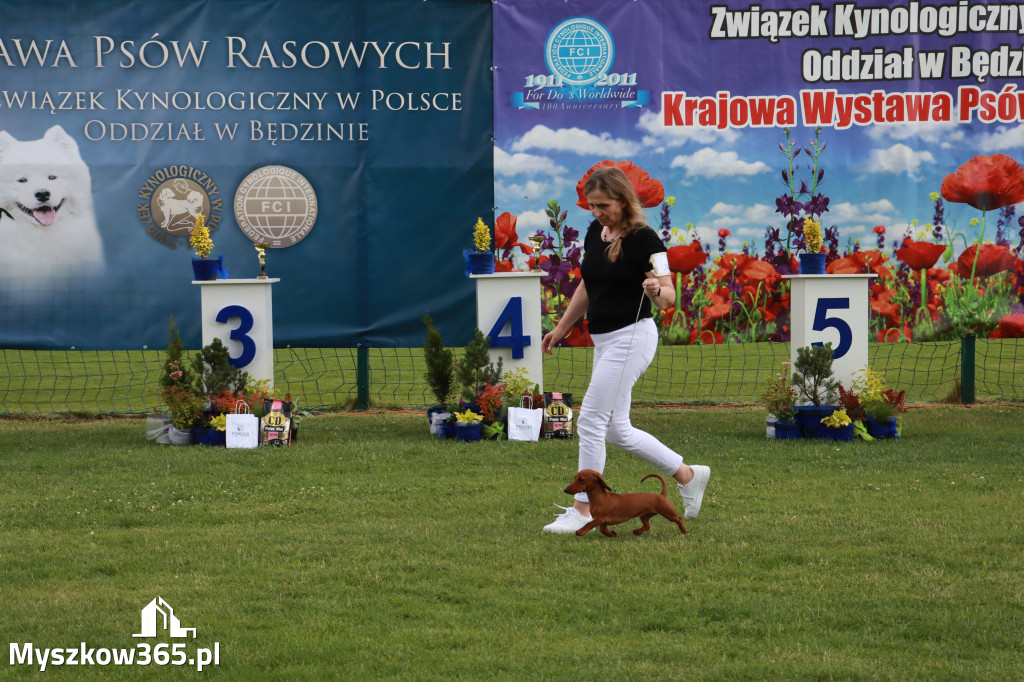 Fotorelacja II: Krajowa Wystawa Psów Rasowych w Gniazdowie Gmina Koziegłowy