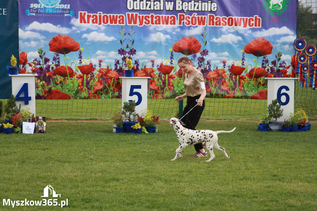 Fotorelacja II: Krajowa Wystawa Psów Rasowych w Gniazdowie Gmina Koziegłowy