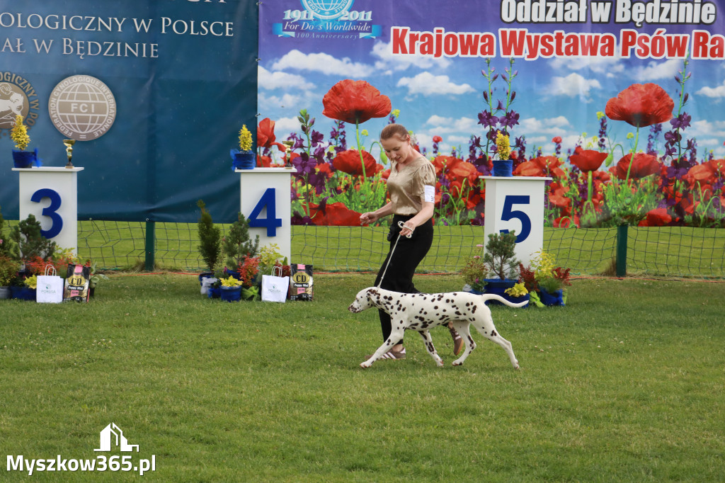 Fotorelacja II: Krajowa Wystawa Psów Rasowych w Gniazdowie Gmina Koziegłowy