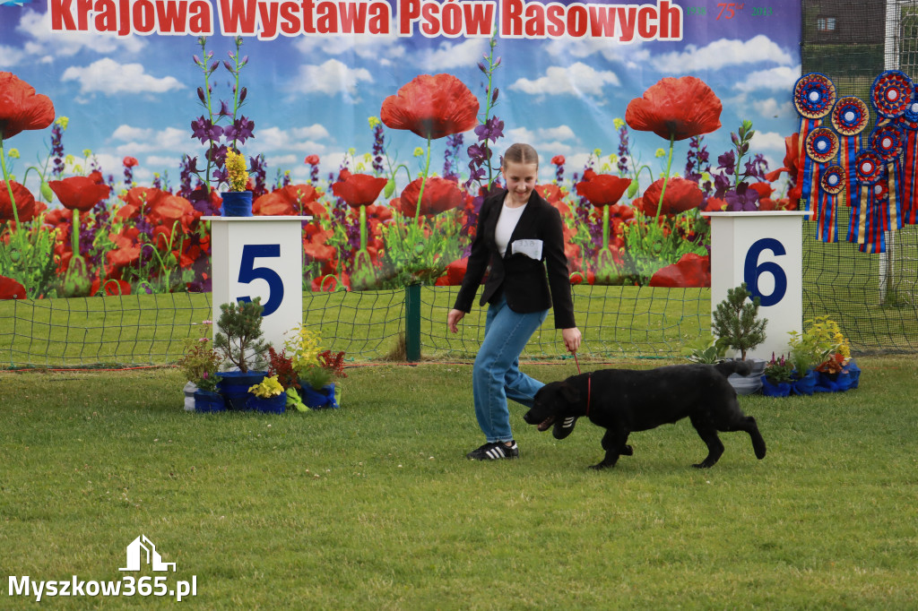 Fotorelacja II: Krajowa Wystawa Psów Rasowych w Gniazdowie Gmina Koziegłowy