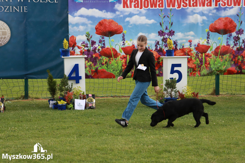 Fotorelacja II: Krajowa Wystawa Psów Rasowych w Gniazdowie Gmina Koziegłowy