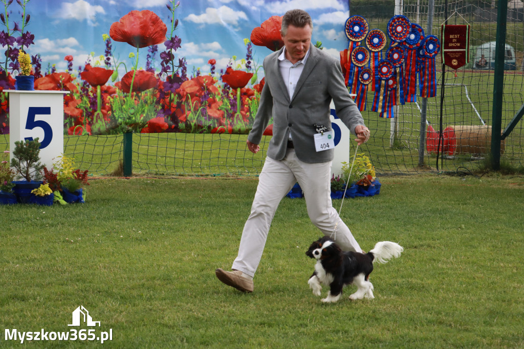 Fotorelacja II: Krajowa Wystawa Psów Rasowych w Gniazdowie Gmina Koziegłowy