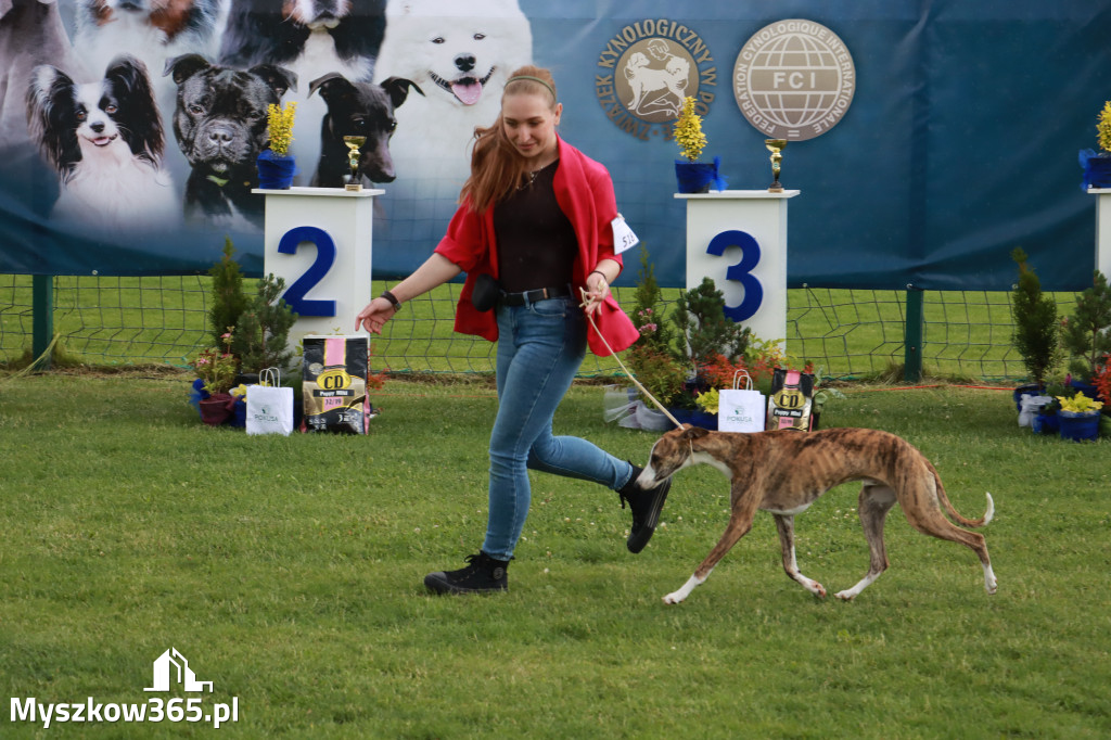 Fotorelacja II: Krajowa Wystawa Psów Rasowych w Gniazdowie Gmina Koziegłowy