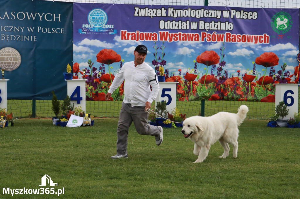 Fotorelacja II: Krajowa Wystawa Psów Rasowych w Gniazdowie Gmina Koziegłowy