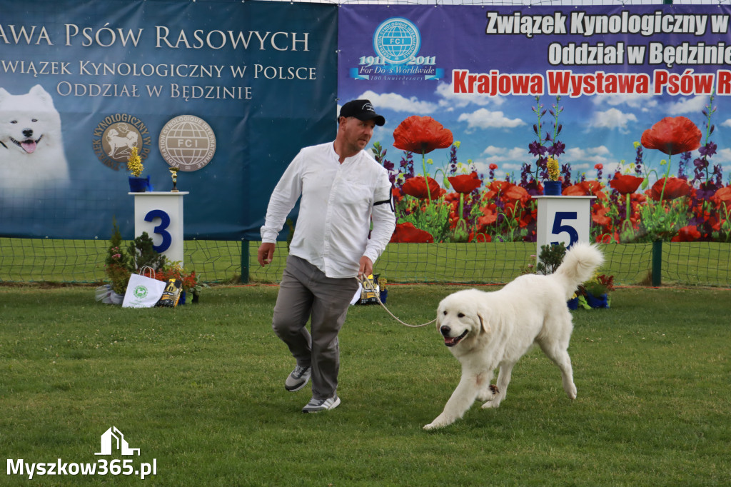 Fotorelacja II: Krajowa Wystawa Psów Rasowych w Gniazdowie Gmina Koziegłowy