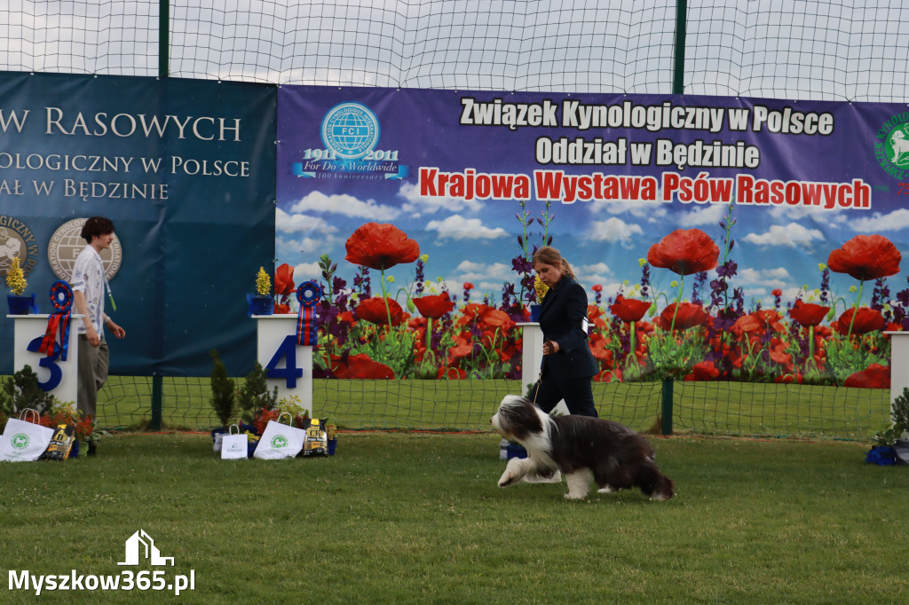 Fotorelacja II: Krajowa Wystawa Psów Rasowych w Gniazdowie Gmina Koziegłowy