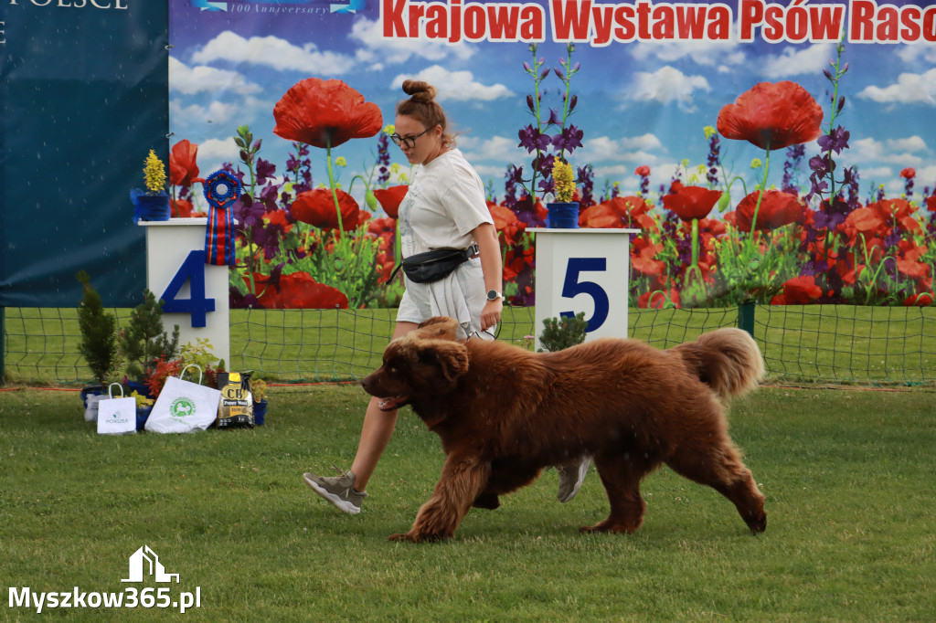 Fotorelacja II: Krajowa Wystawa Psów Rasowych w Gniazdowie Gmina Koziegłowy