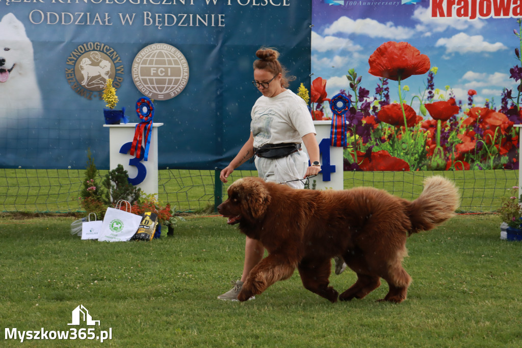 Fotorelacja II: Krajowa Wystawa Psów Rasowych w Gniazdowie Gmina Koziegłowy