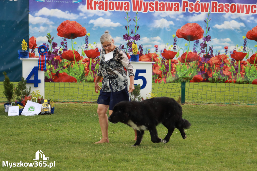 Fotorelacja II: Krajowa Wystawa Psów Rasowych w Gniazdowie Gmina Koziegłowy