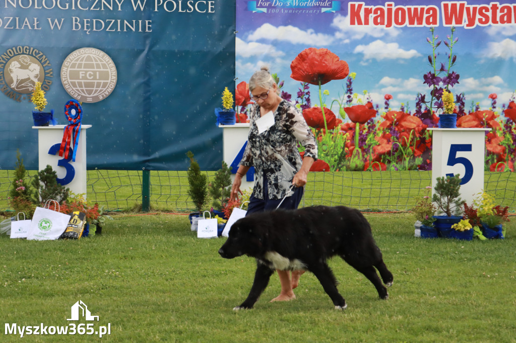 Fotorelacja II: Krajowa Wystawa Psów Rasowych w Gniazdowie Gmina Koziegłowy