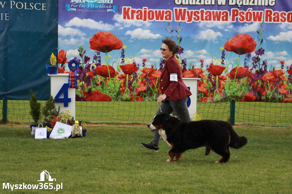 Fotorelacja II: Krajowa Wystawa Psów Rasowych w Gniazdowie Gmina Koziegłowy