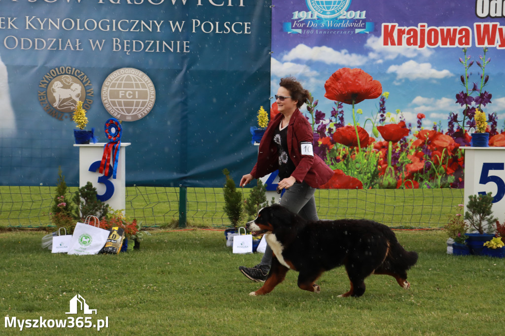 Fotorelacja II: Krajowa Wystawa Psów Rasowych w Gniazdowie Gmina Koziegłowy